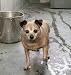 Chihuahua  Smooth Coated Dog Female	 Golden