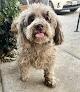 Poodle Miniature Dog Female Found brown golden