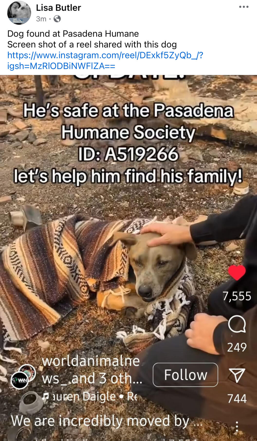 Gray ? brown ? dog male?