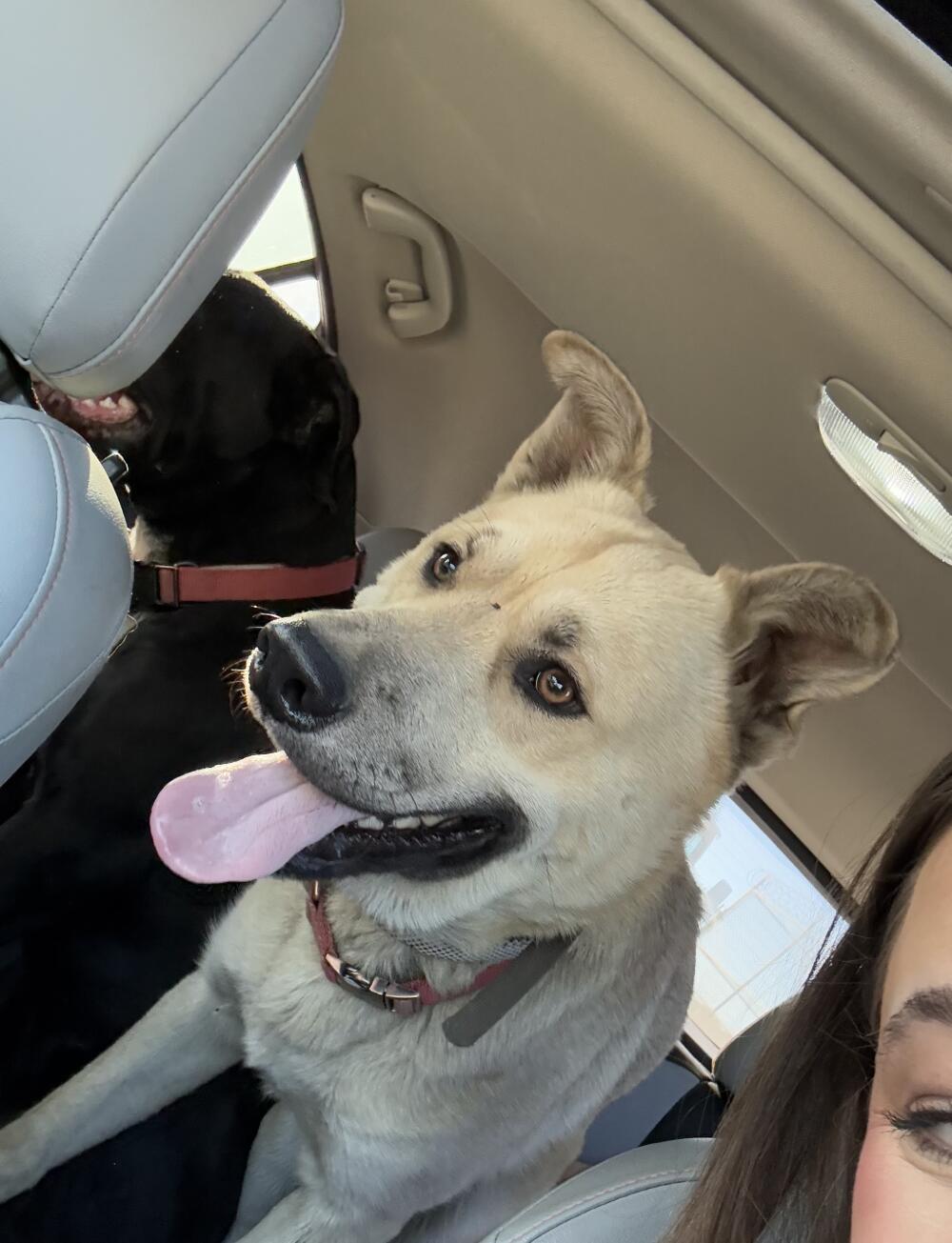 Male shepard and female pittie found heading south on I-5 (1/23)