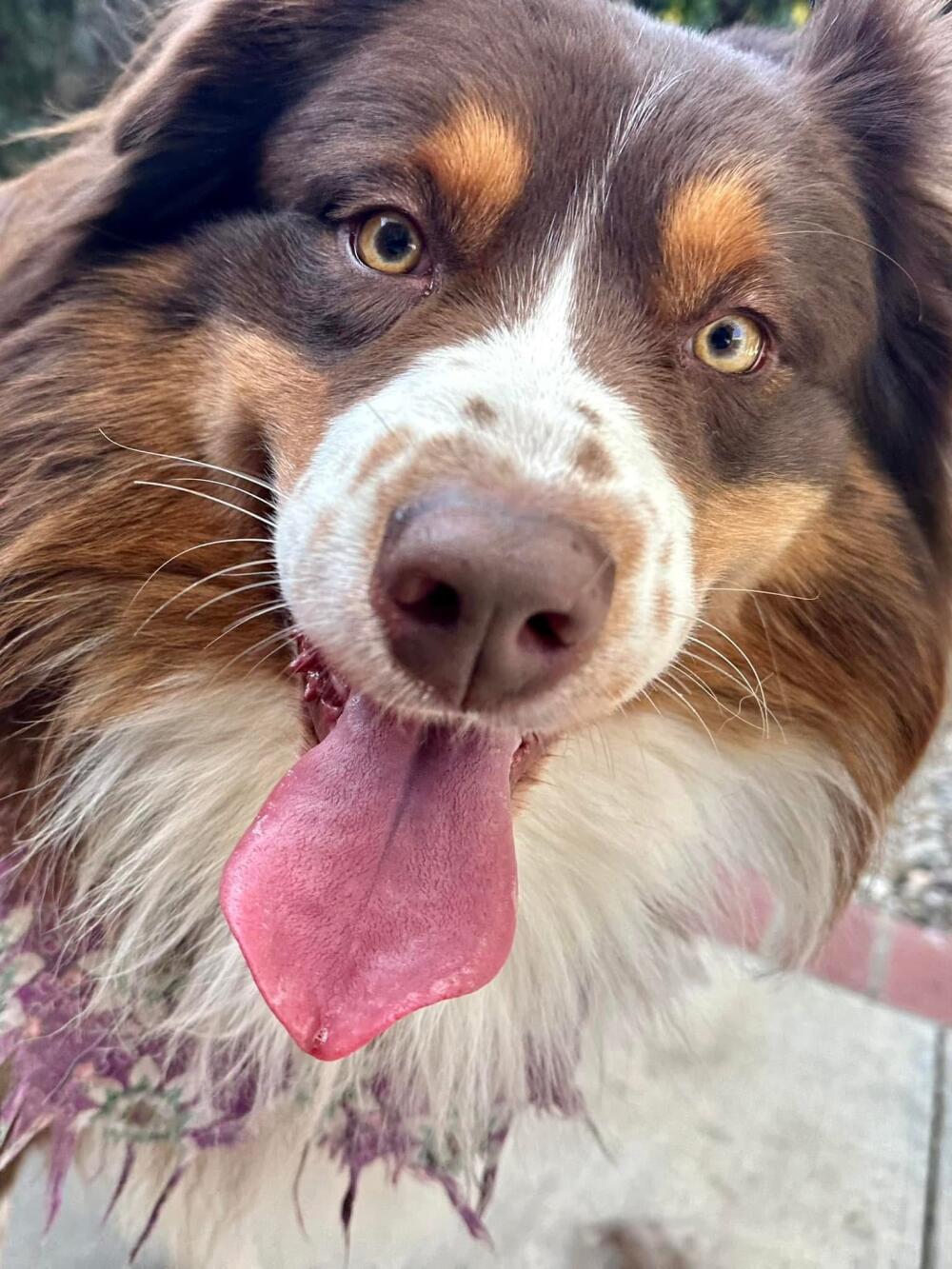 White and brown Australian shepherd