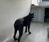 Cane Corso	~2 years