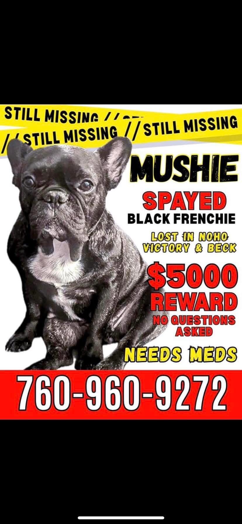 Black and white French bulldog lost. North Hollywood.