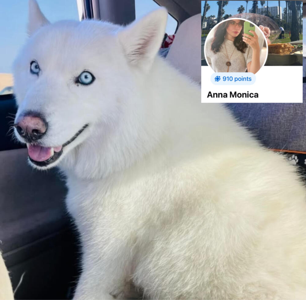 Husky female white blue eyes 1,5 - 2 years old. Lynwood, LA