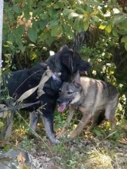 2 German shepherd mix lost!