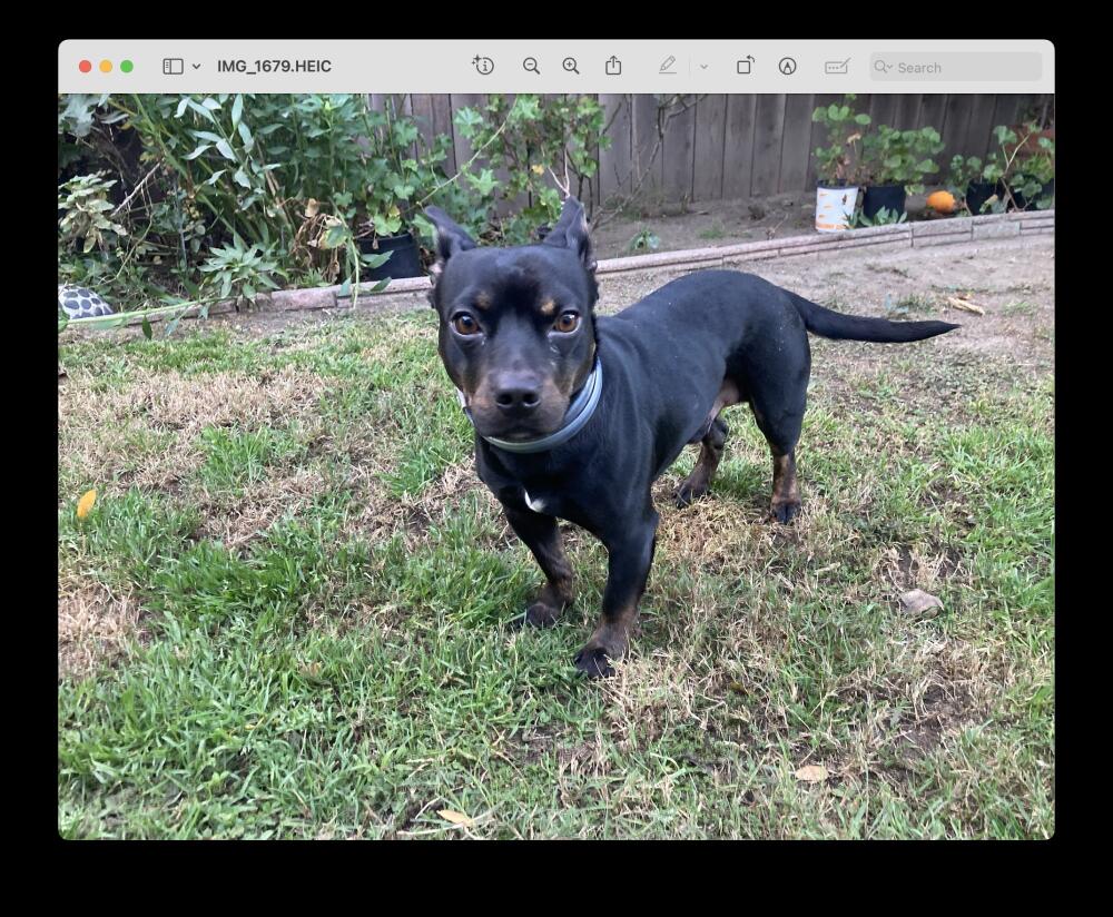 Black-haired dog Found in Long Beach