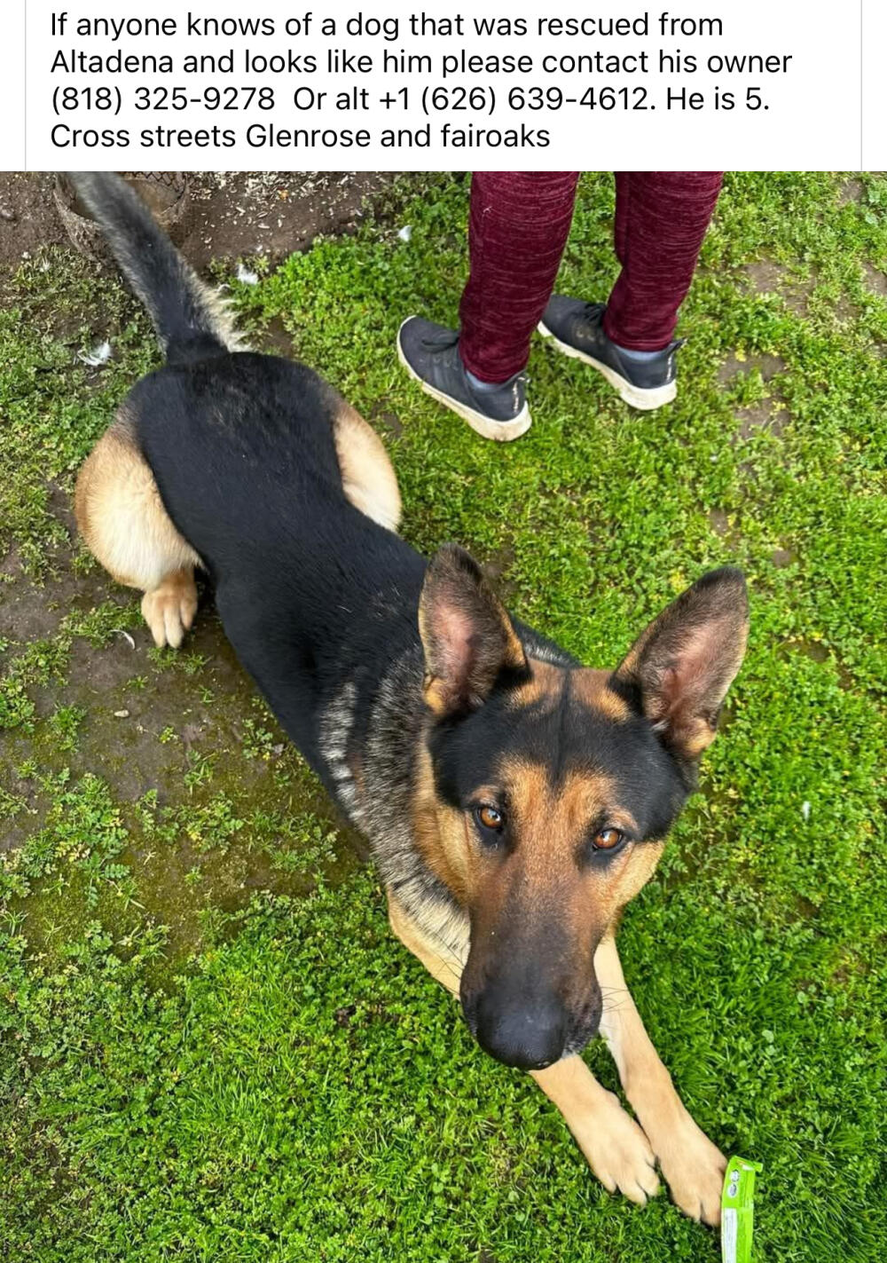 German shepherd male 5 yo