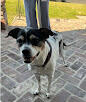Found dog Jack Russell Terrier mix