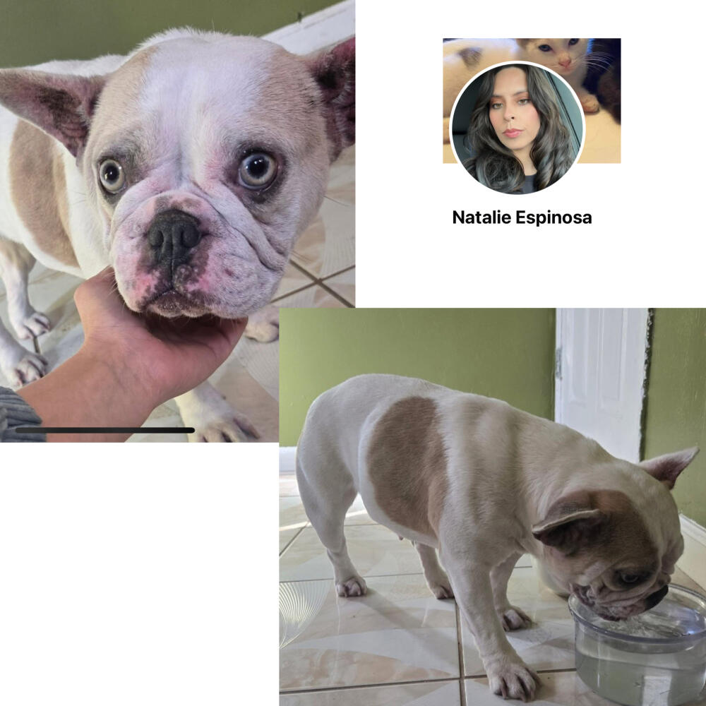 White and tan French female bulldog