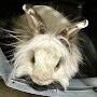 Long Hair Rabbit	Female white