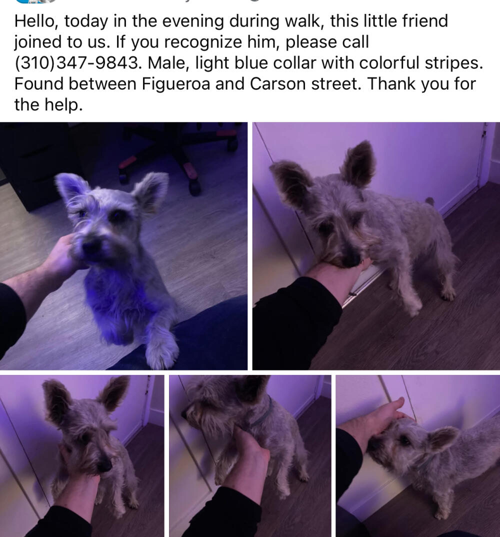 Found dog