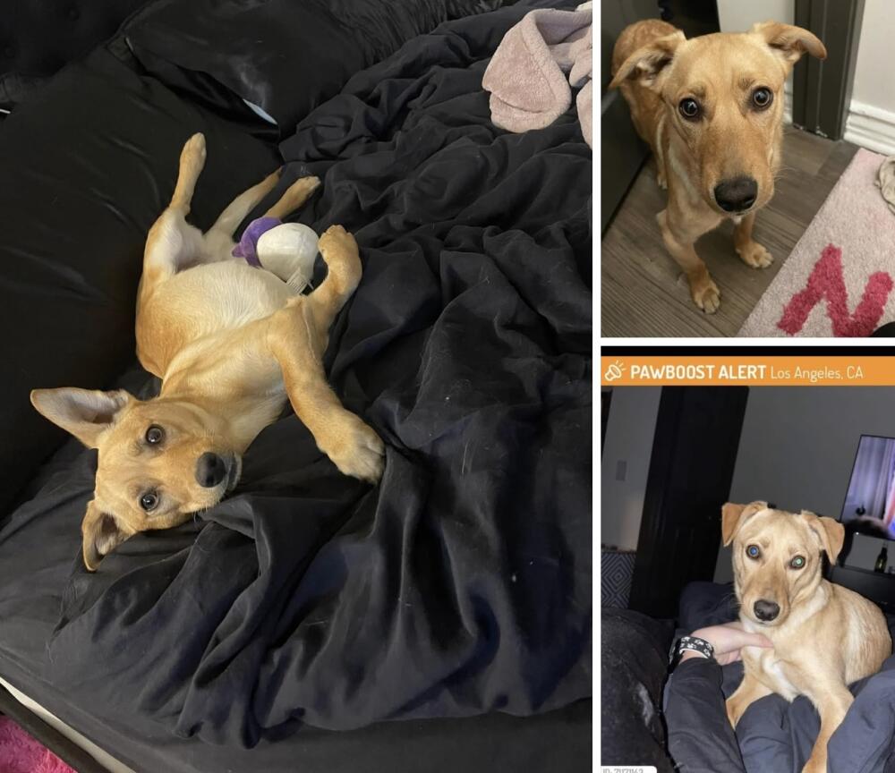 Golden tan unfixed, about one years old dog found and would do best in a home with other playful dogs. I am going to keep him until either a rescue or someone trusted steps up.