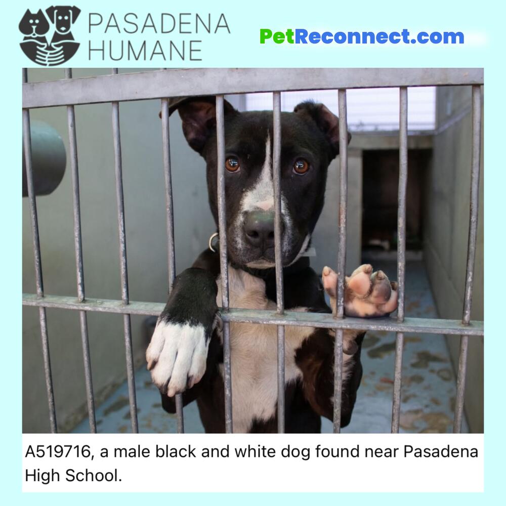 Found A519716, a male black and white dog found near Pasadena High School.