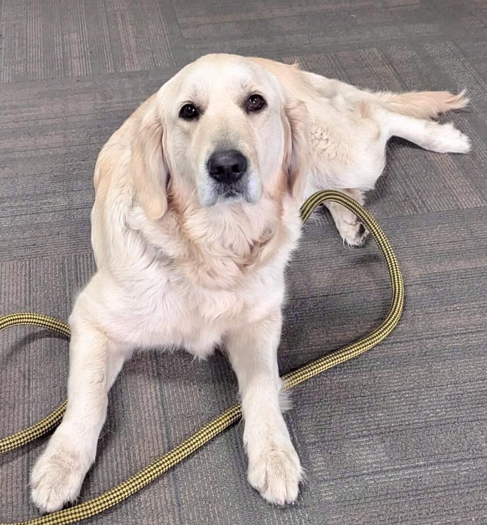 Female White Labrador found in Monterey Park