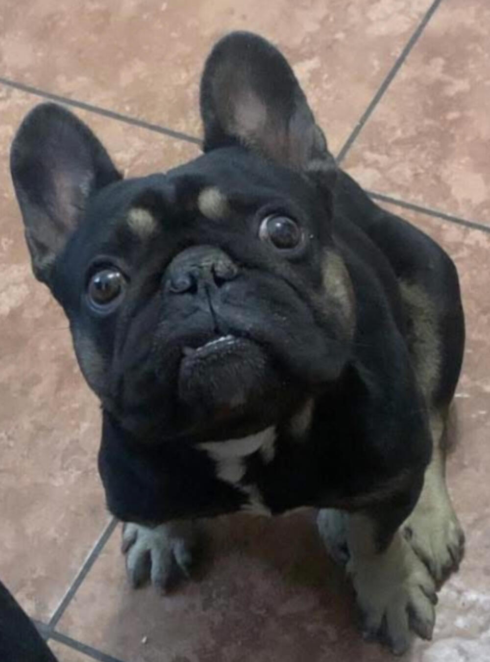 Lost Male French bulldog name Jacinto. Compton