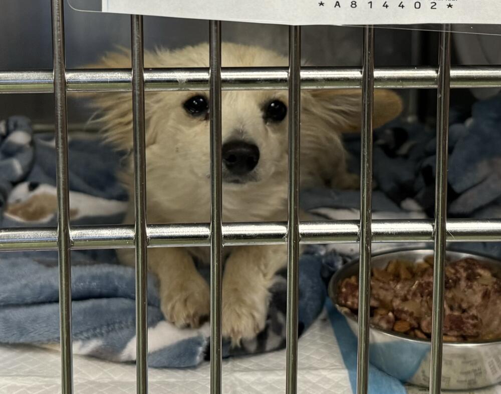 POMERANIAN \ MIX male 6 months old Located: Devore Shelter ( San Bernardino County.)