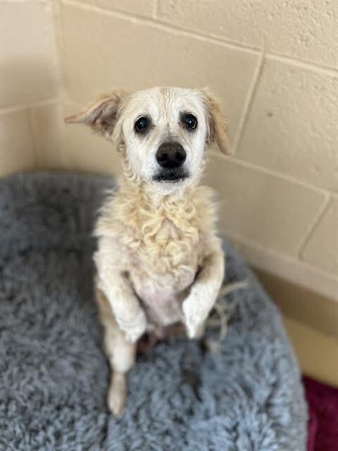 For adoption 12+ Year Old SENIOR ALERT!!!🚨