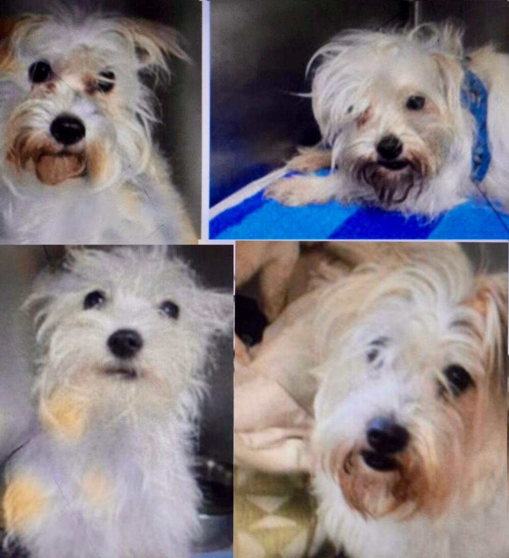 Lost white terrier Maltese