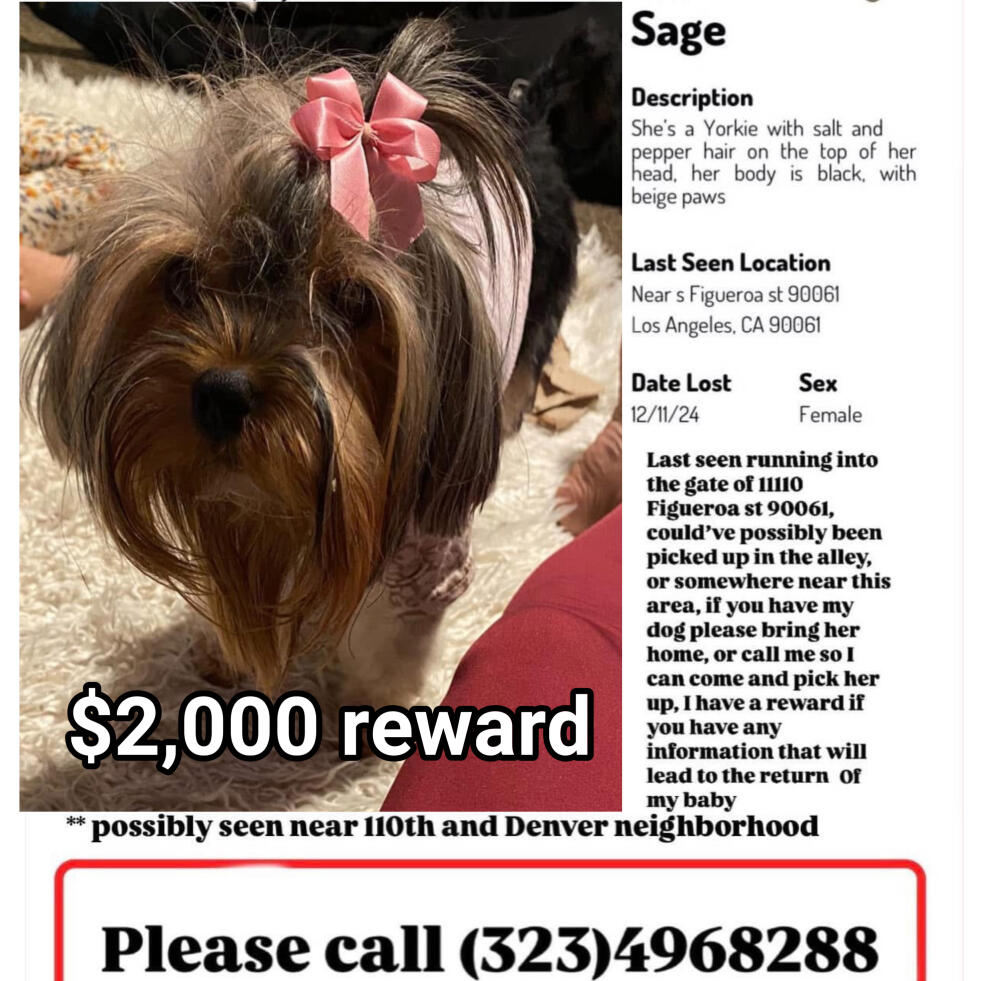 Lost female Yorkie salt and pepper hair on the top of head, body is black, beige paws