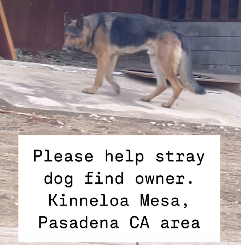 German shepherd found Kinneloa Mesa, Pasadena CA area