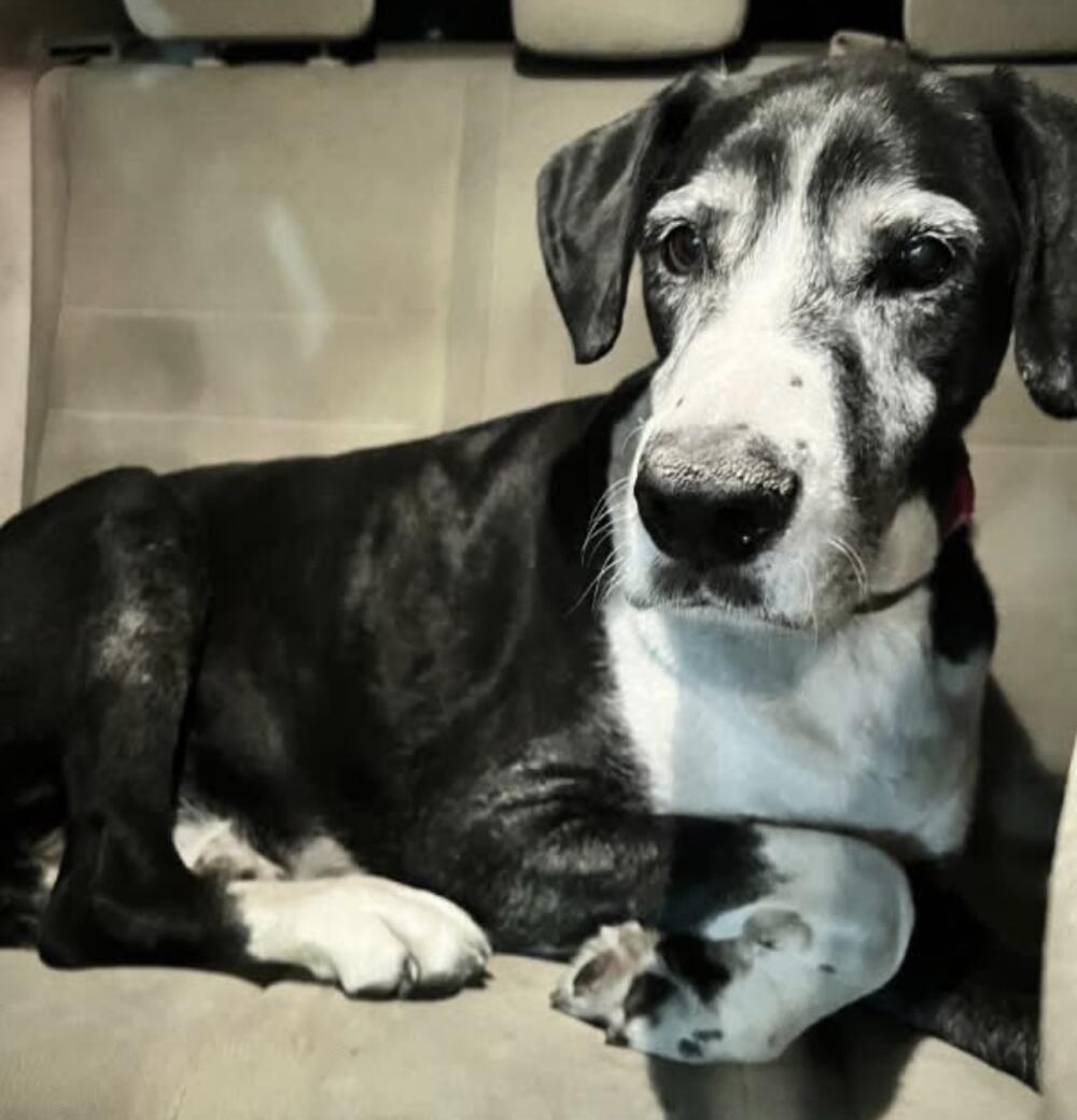 White gray black dog found Great Dane ?