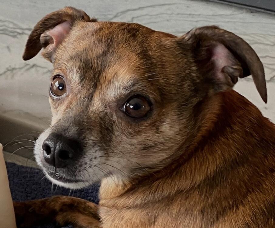 Small brindle chihuahua mix with white muzzle