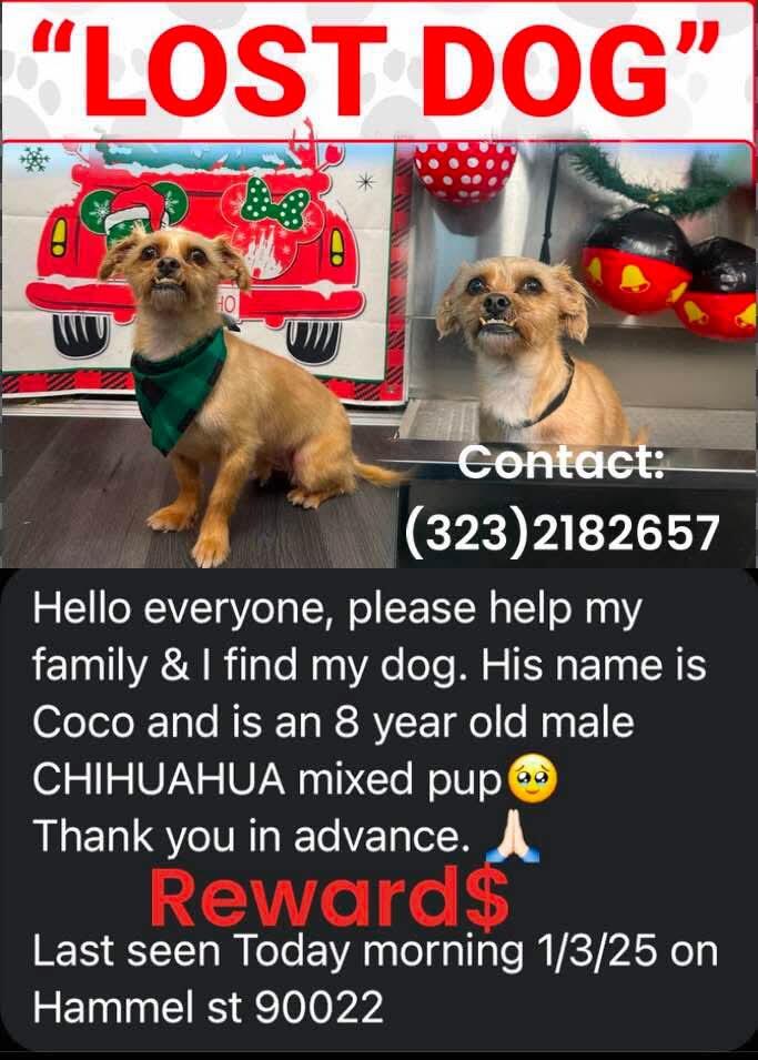 Lost chihuahua mix golden tan light brown