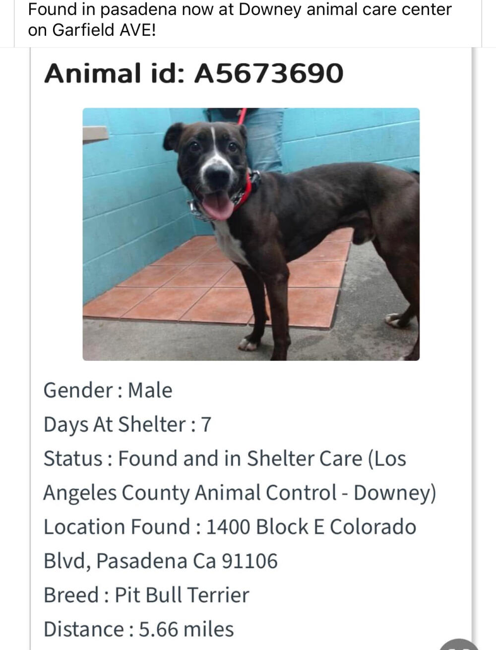 Found dog gray brown white