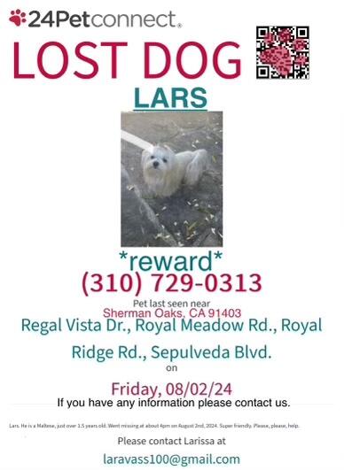 Maltese  Young Adult Male