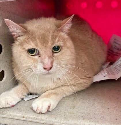 Found orange and cream Domestic Medium hair male cat