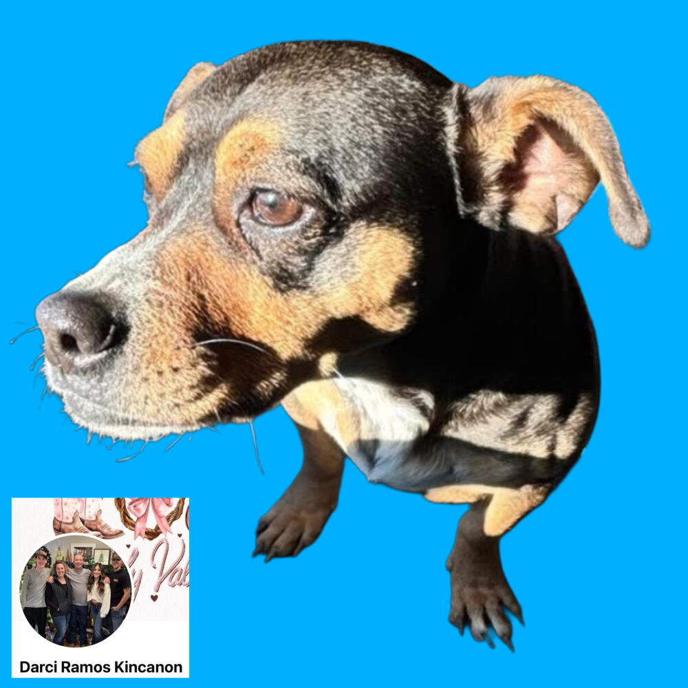 Found Miniature Pinscher Mix Male.