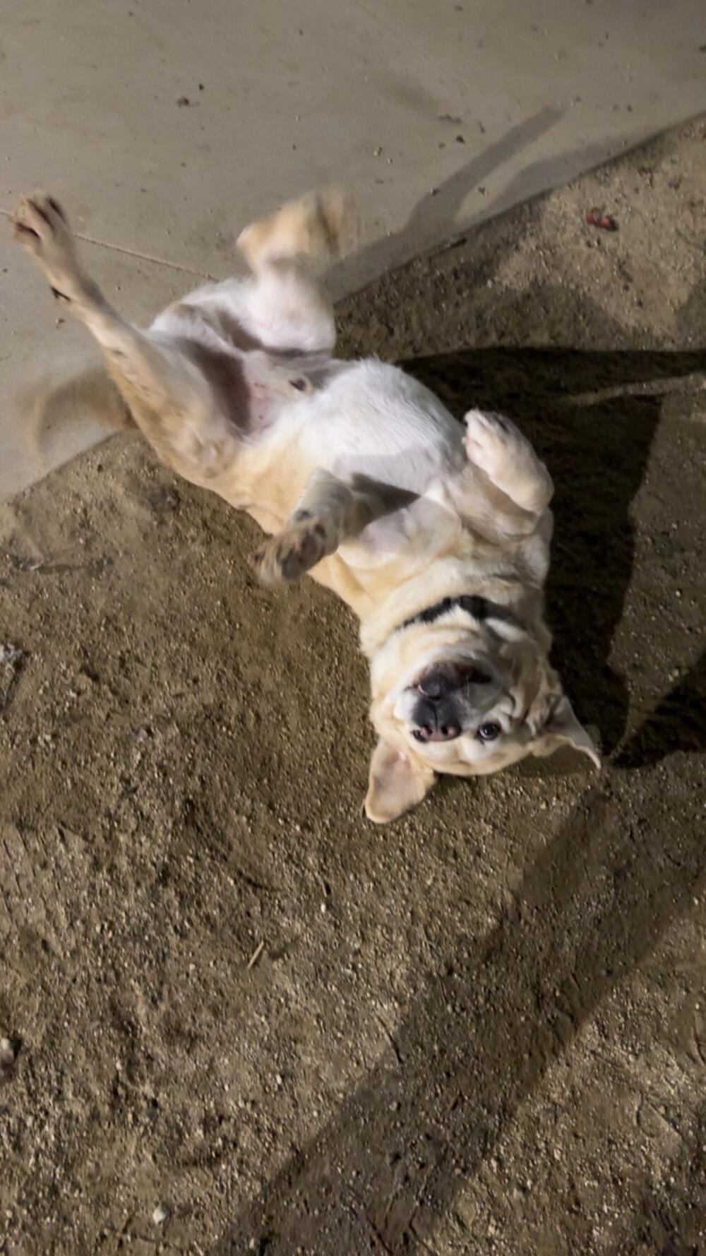 Golden Lab is looking for a loving family