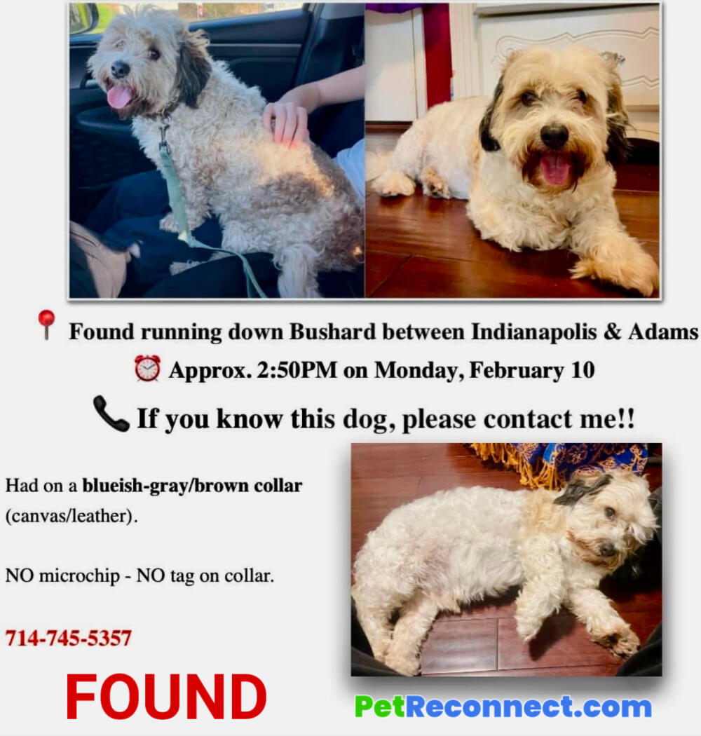 Found white male doodle dog gray ears brown tan spots