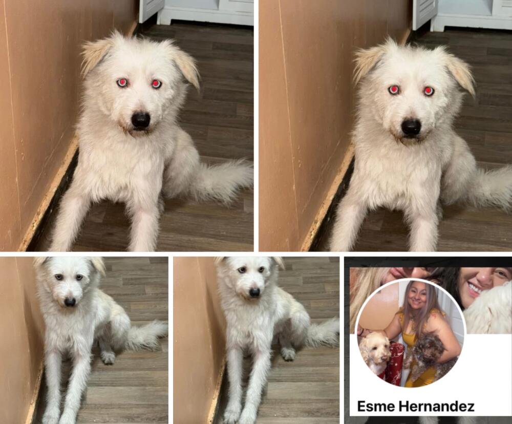 Found white male dog. Los Angeles.